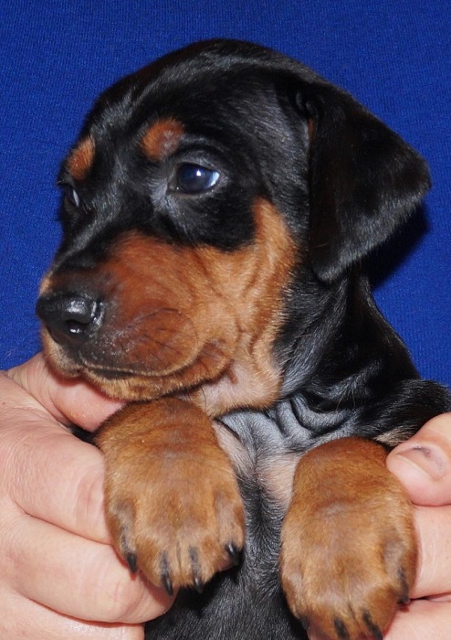 Pinscher * Xélanc Beauty Bisett 5 veckor
